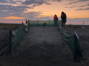Tartarughe marine: Schiusa del primo nido di Caretta caretta a Divjaka – Karavasta